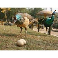 蓝孔雀的种蛋管理及孵化