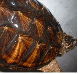 9年黄鳄龟种龟宠物活休宠物龟宠物观赏龟深水龟大乌龟宠物12-20斤