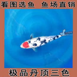 日本进口锦鲤活体纯种  丹顶锦鲤鱼观赏鱼 鱼苗 鸿运当头精品