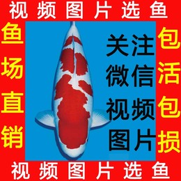 包活精品日本锦鲤活体纯种 红白大正昭和锦鲤鱼观赏鱼冷水鱼 免邮