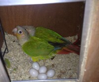 中型鹦鹉 太阳鹦鹉蛋  金太阳  和尚鹦鹉蛋 会说话的鸟 孵化器