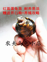 包邮红面蛋龟苗迷你宠物红脸龟活体小乌龟深水龟观赏龟健康全品