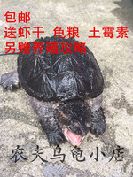 宠物活体乌龟活体北美小鳄龟水龟鳄鱼龟观赏龟13到22厘米包邮