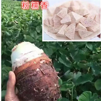 新鲜槟榔香芋毛芋农家自种生鲜蔬菜粉糯大香芋头5斤包邮