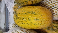 新疆哈密瓜包甜包脆 黄皮网纹哈密瓜 单个4-5斤大瓜 同城当天送