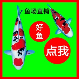 日本纯种锦鲤活体观赏鱼锦鲤鱼冷水鱼红白大正昭和白写丹顶包活