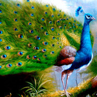 蓝孔雀的生物学特性