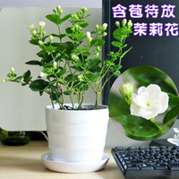 白色重瓣茉莉花苗盆栽 绿植 植物 栀子花 室内 净化空气 当年开花