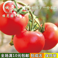 蔬菜种子 西红柿种子 大番茄种子阳台种菜 家庭盆栽蔬果种子