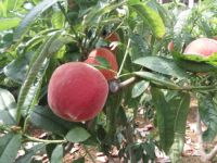 现货！新鲜水果现摘现发桃子无公害有机水蜜桃约5斤装